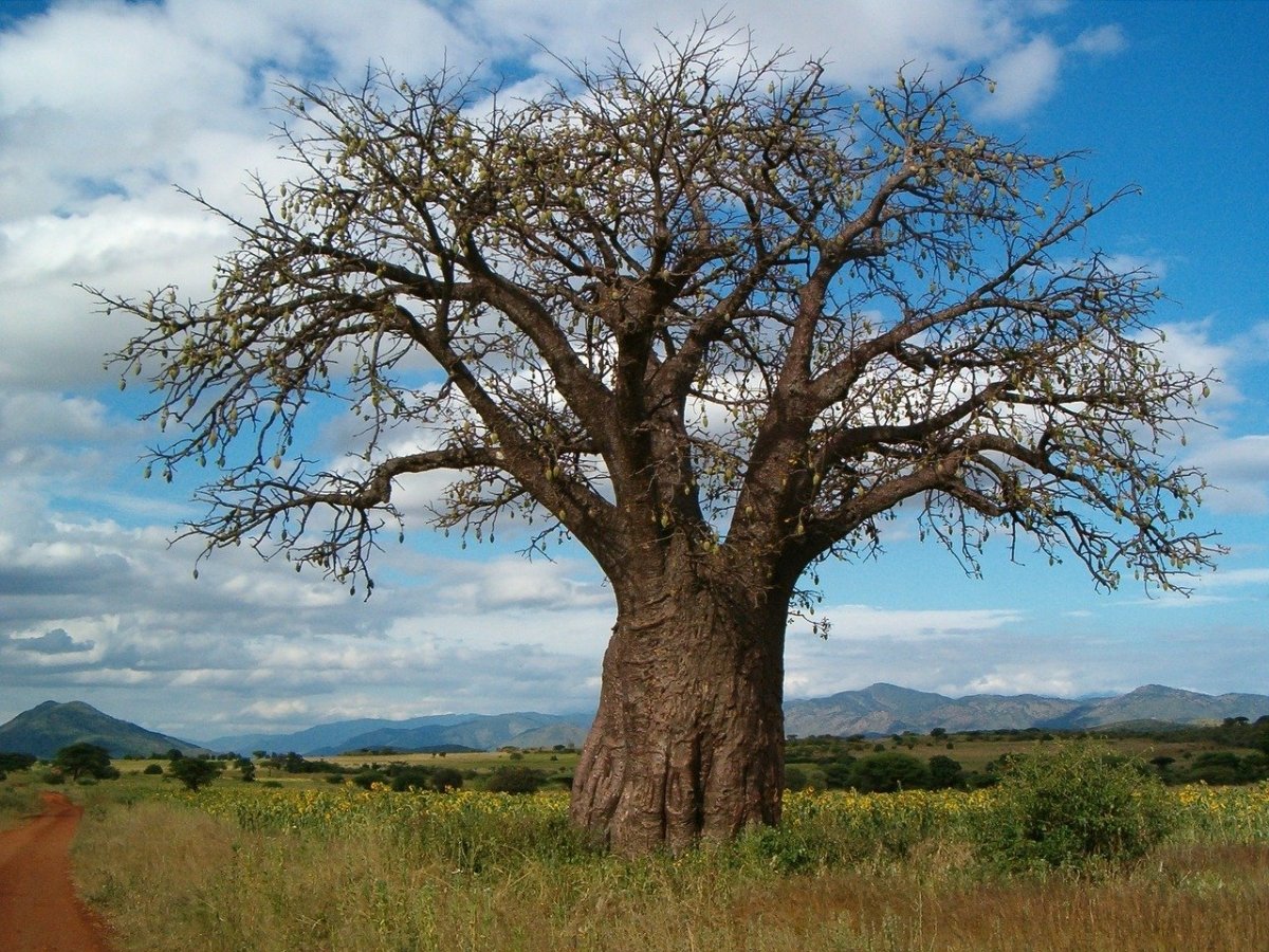 Árbol de baobab