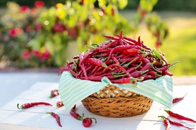 Guindilla: qué es, beneficios y usos en la cocina de este pimiento picante