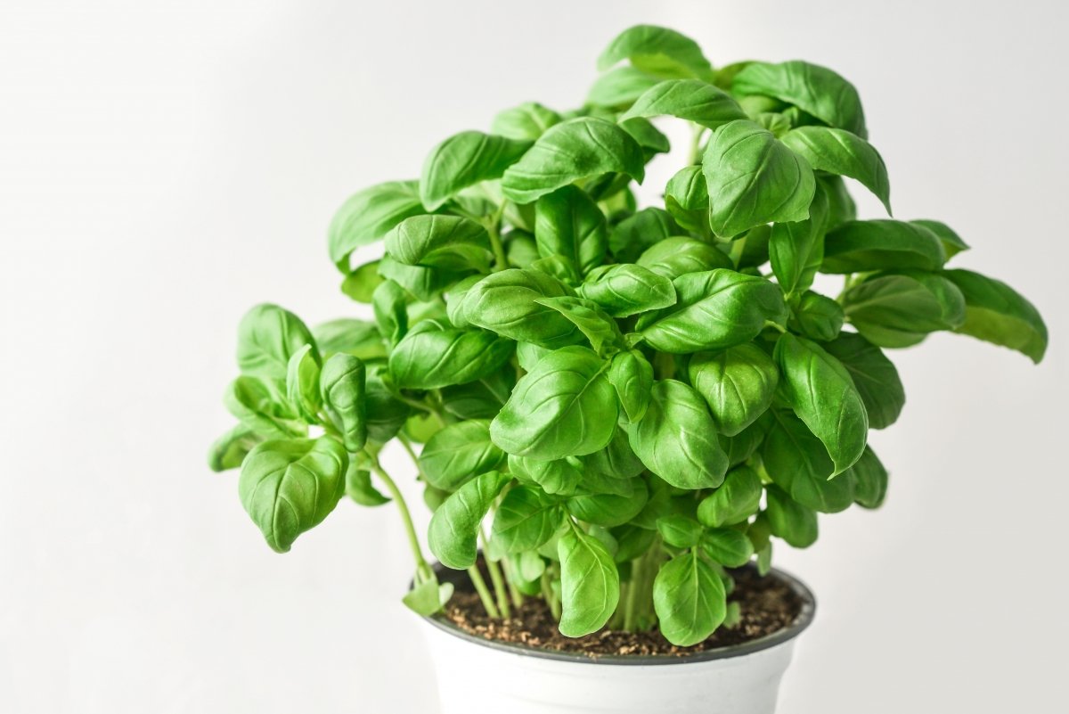 Una planta de albahaca con sus hojas frescas